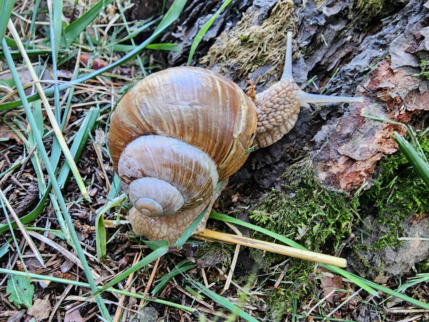 виноградная улитка, Подмосковье, Котельники
