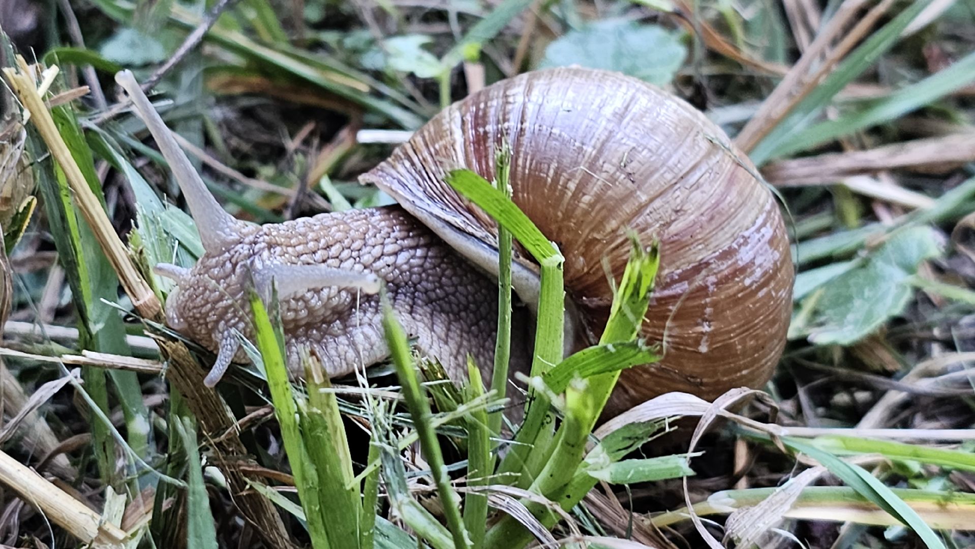 виноградная улитка, Подмосковье, Котельники
