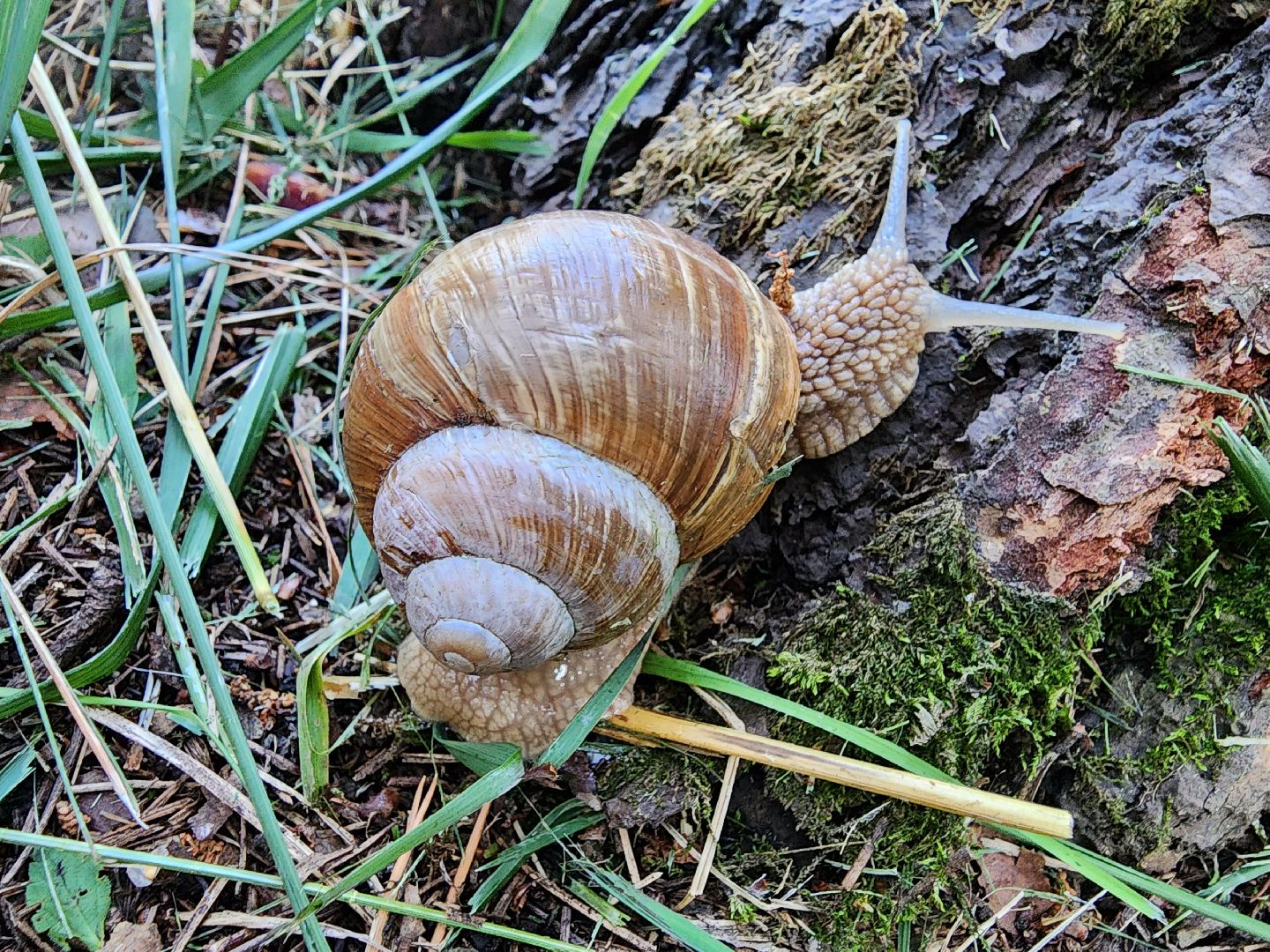 виноградная улитка, Подмосковье, Котельники