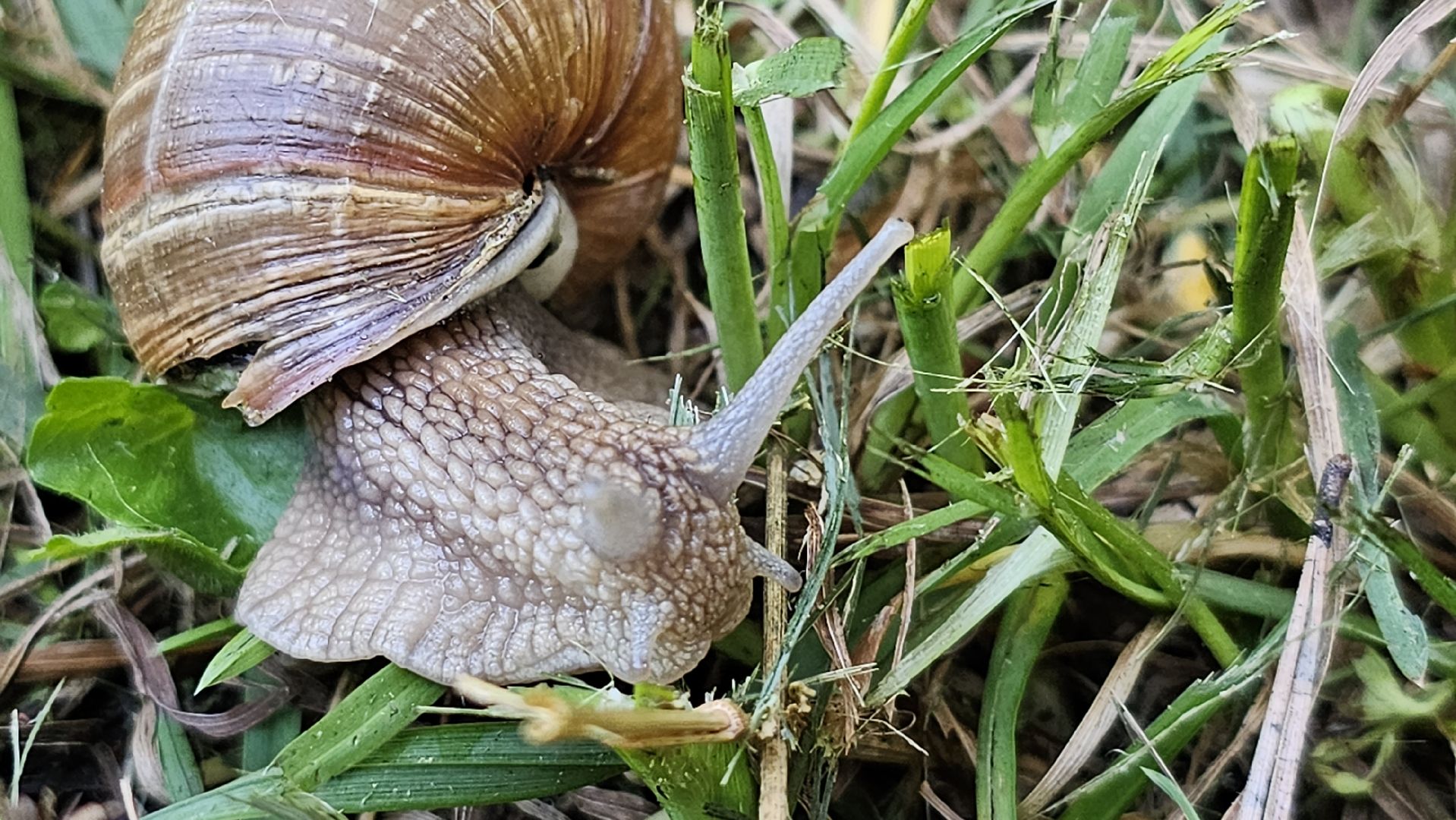 виноградная улитка, Подмосковье, Котельники