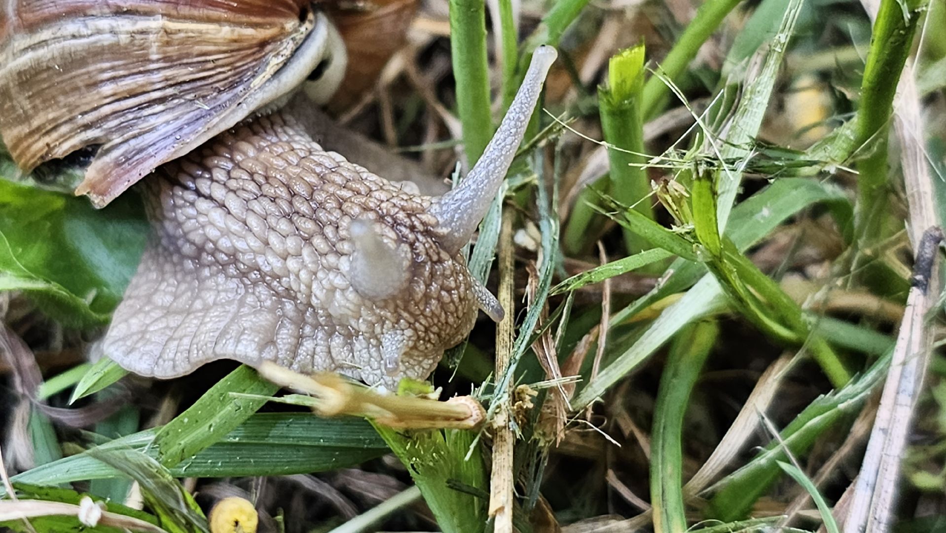 виноградная улитка, Подмосковье, Котельники