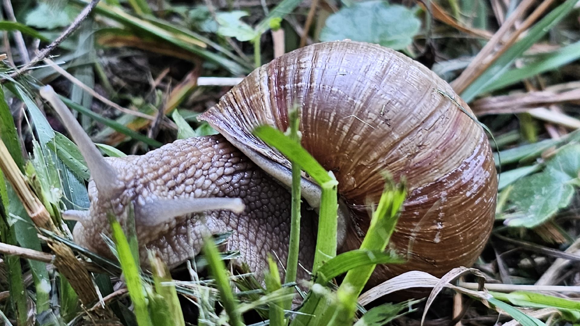 виноградная улитка, Подмосковье, Котельники