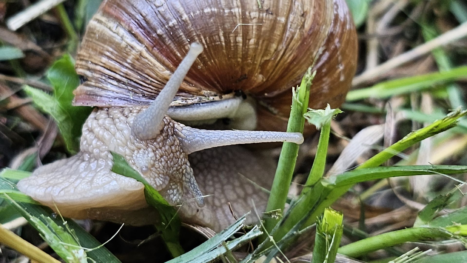виноградная улитка, Подмосковье, Котельники