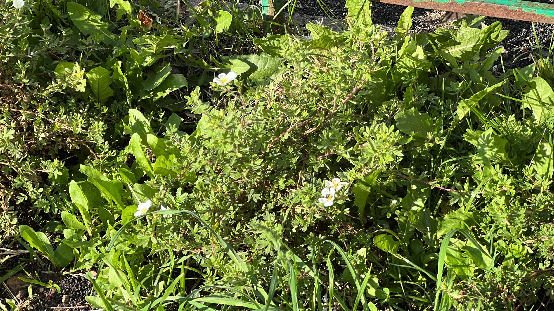 Химки, Цветы в каждый двор, благоустройство, детская площадка