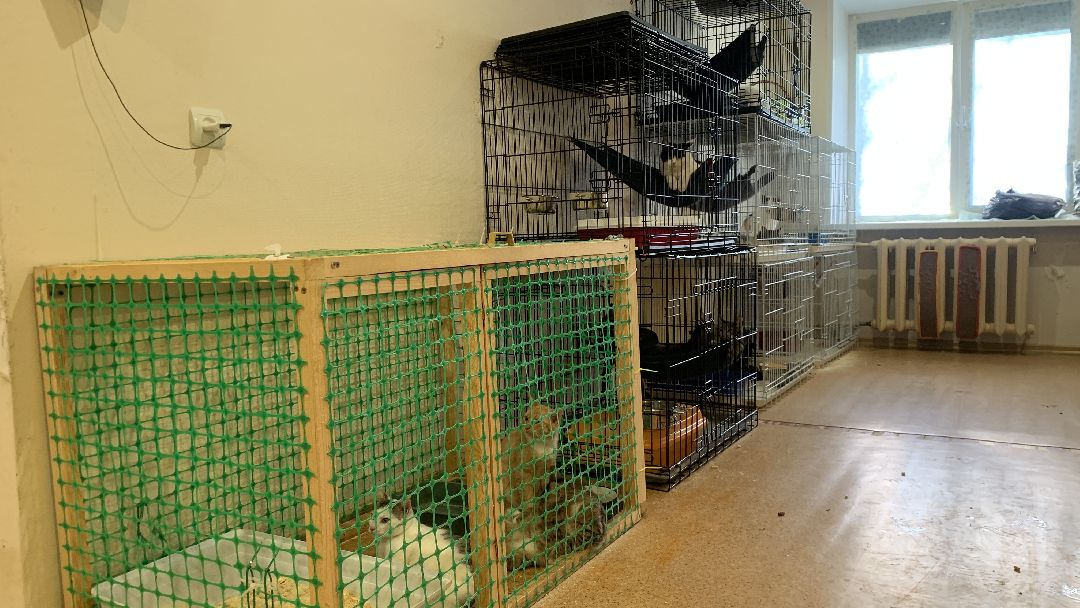 Ступино, общество