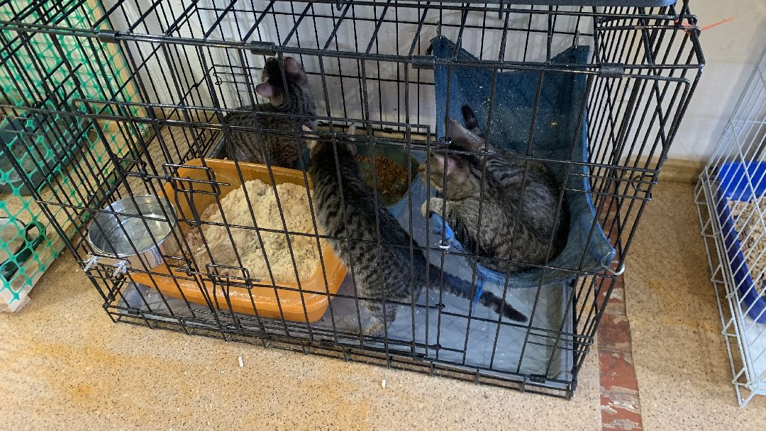 Ступино, общество