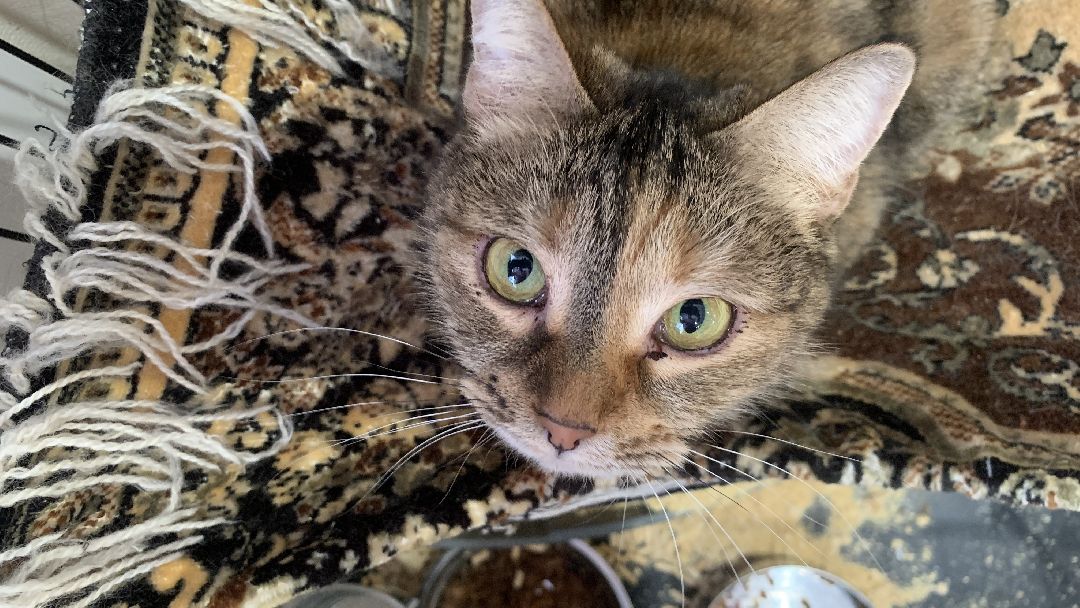 Ступино, общество