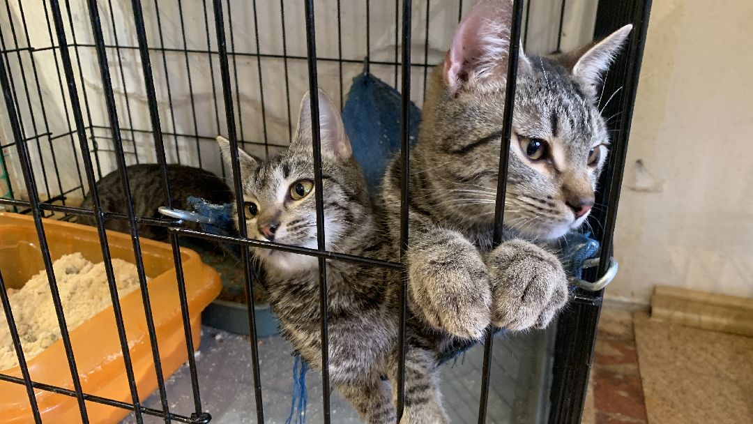 Ступино, общество