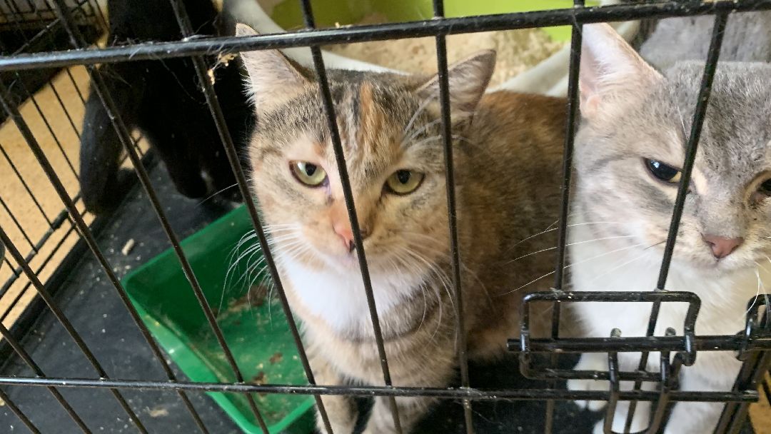 Ступино, общество