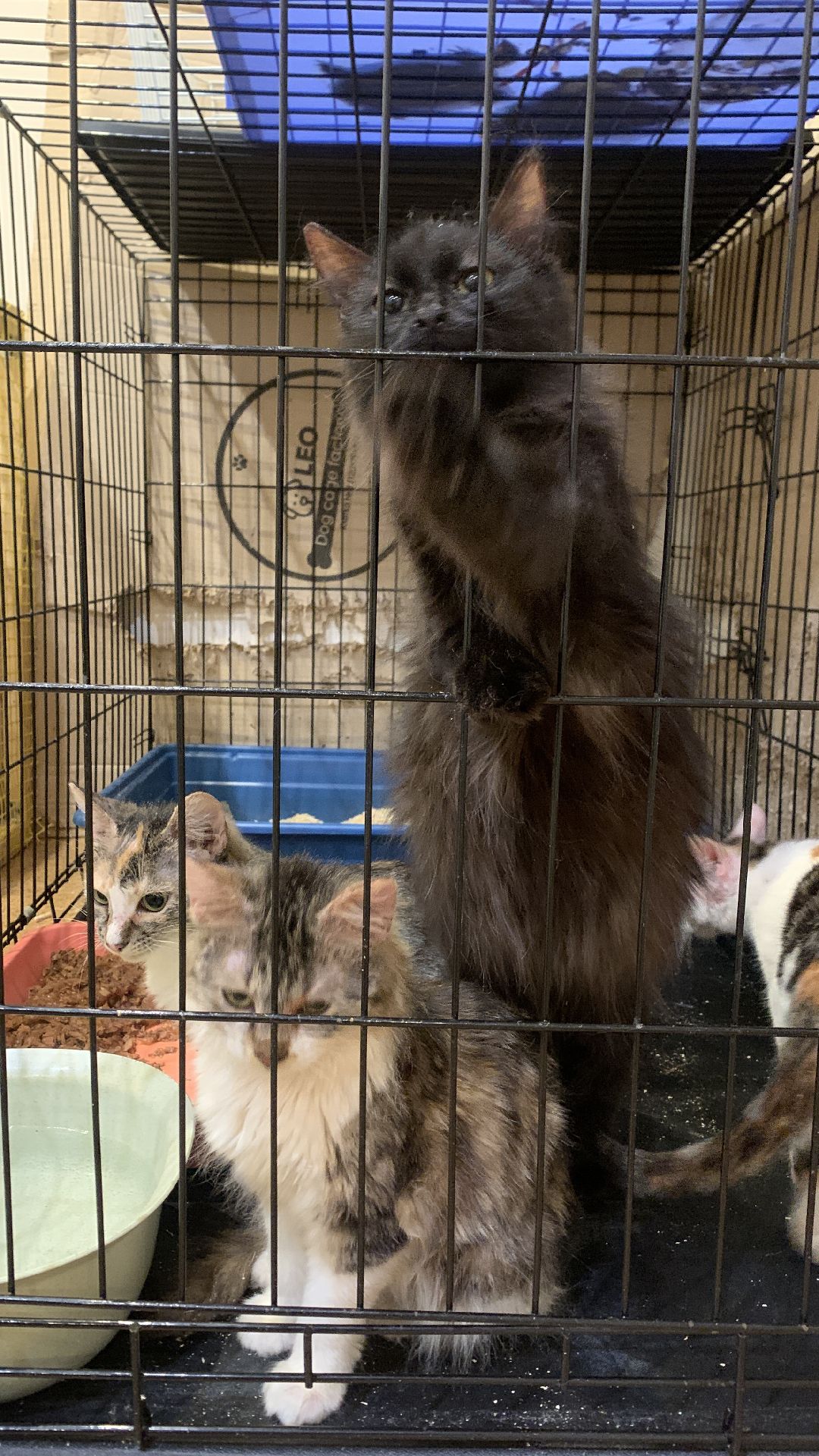 Ступино, общество