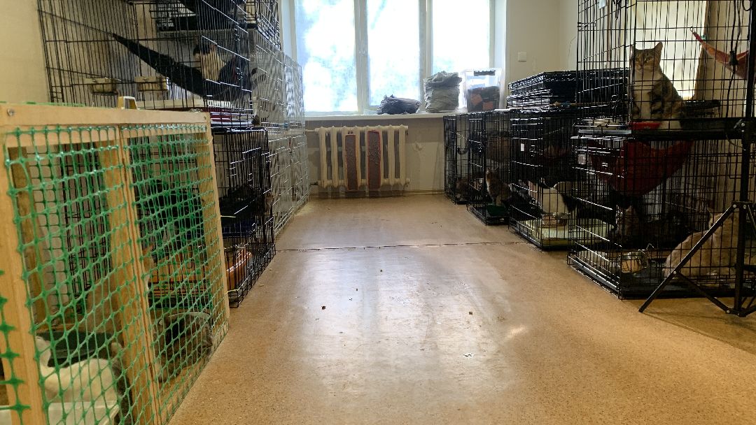 Ступино, общество