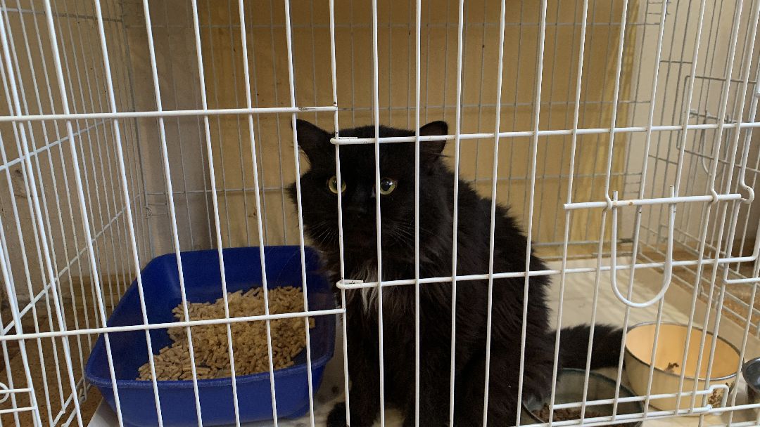 Ступино, общество