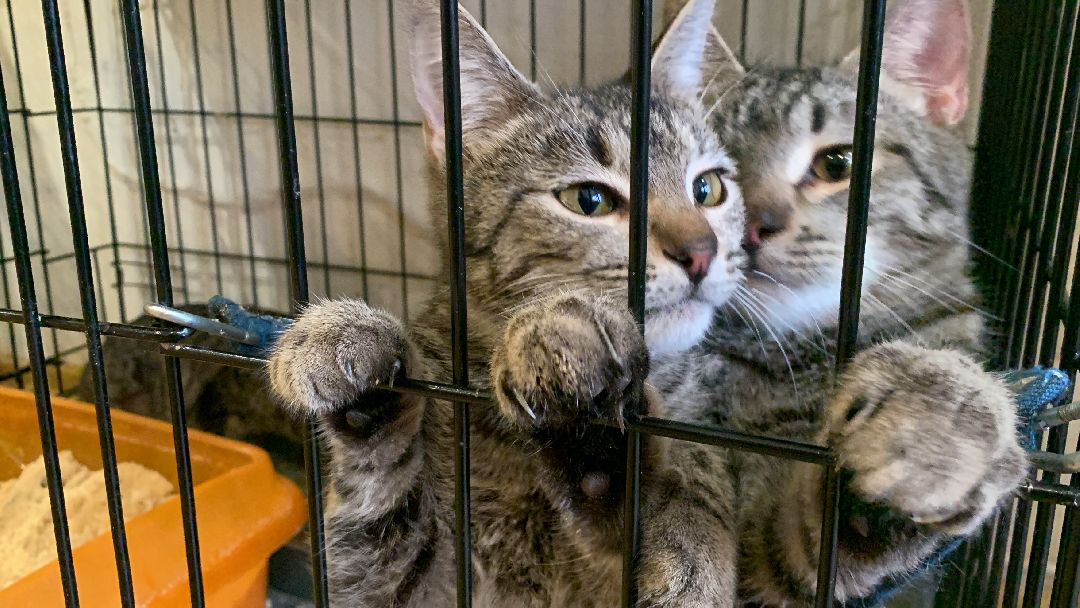 Ступино, общество