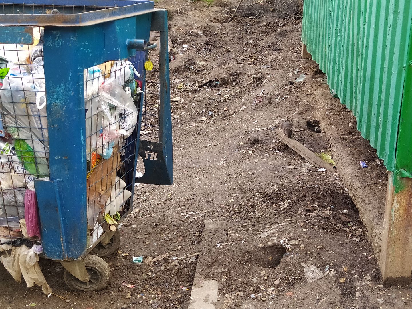 Нахабино, крысы, мусор