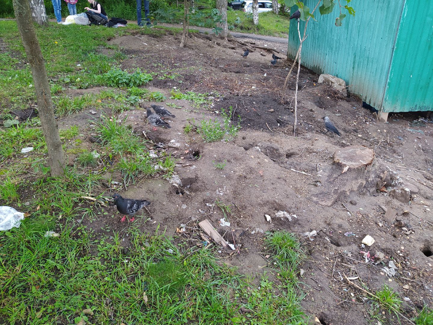 Нахабино, крысы, мусор