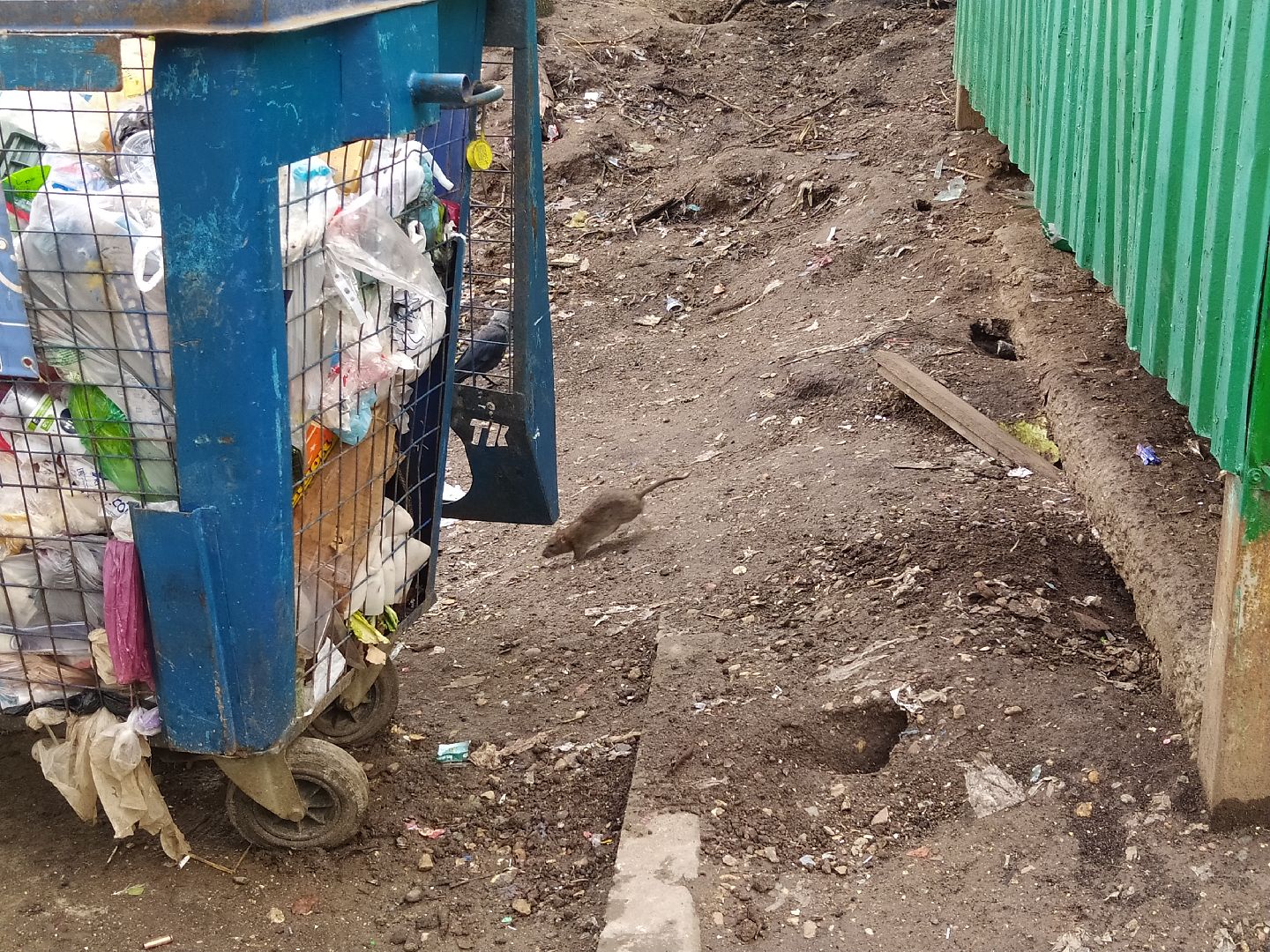 Нахабино, крысы, мусор