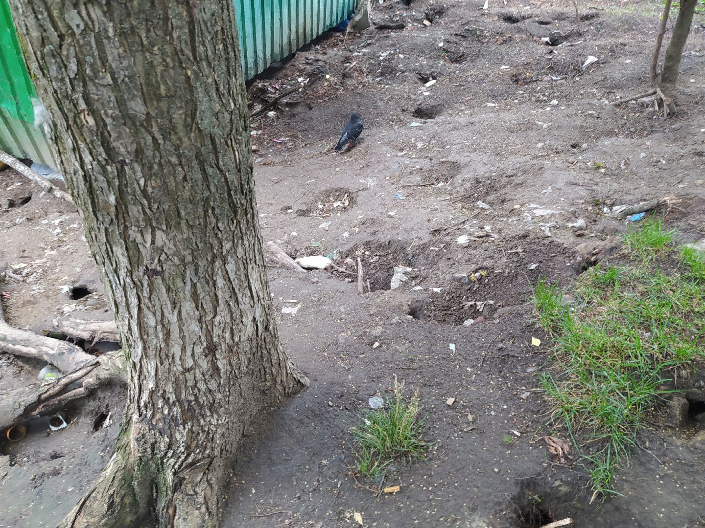 Нахабино, крысы, мусор