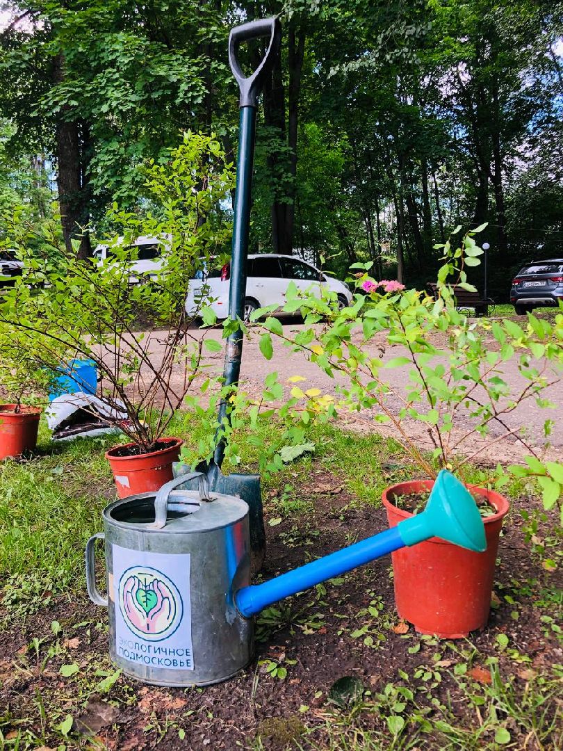 Руза, волонтеры, субботник, высадка саженцев, 1000-й саженец, экология