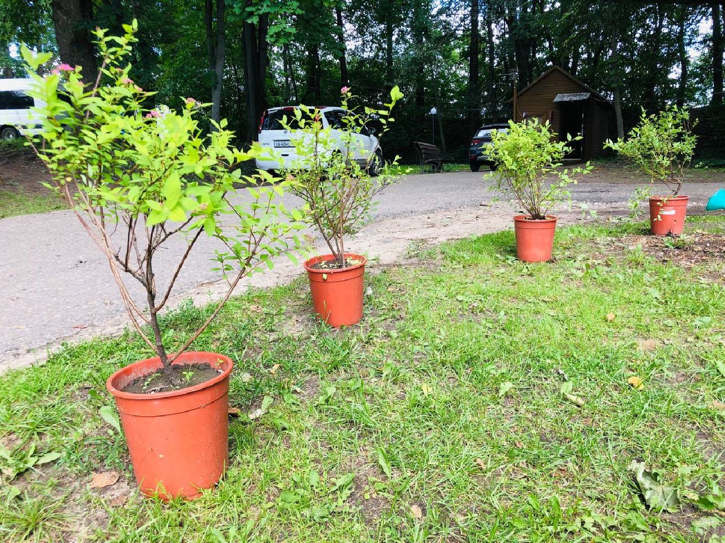 Руза, волонтеры, субботник, высадка саженцев, 1000-й саженец, экология