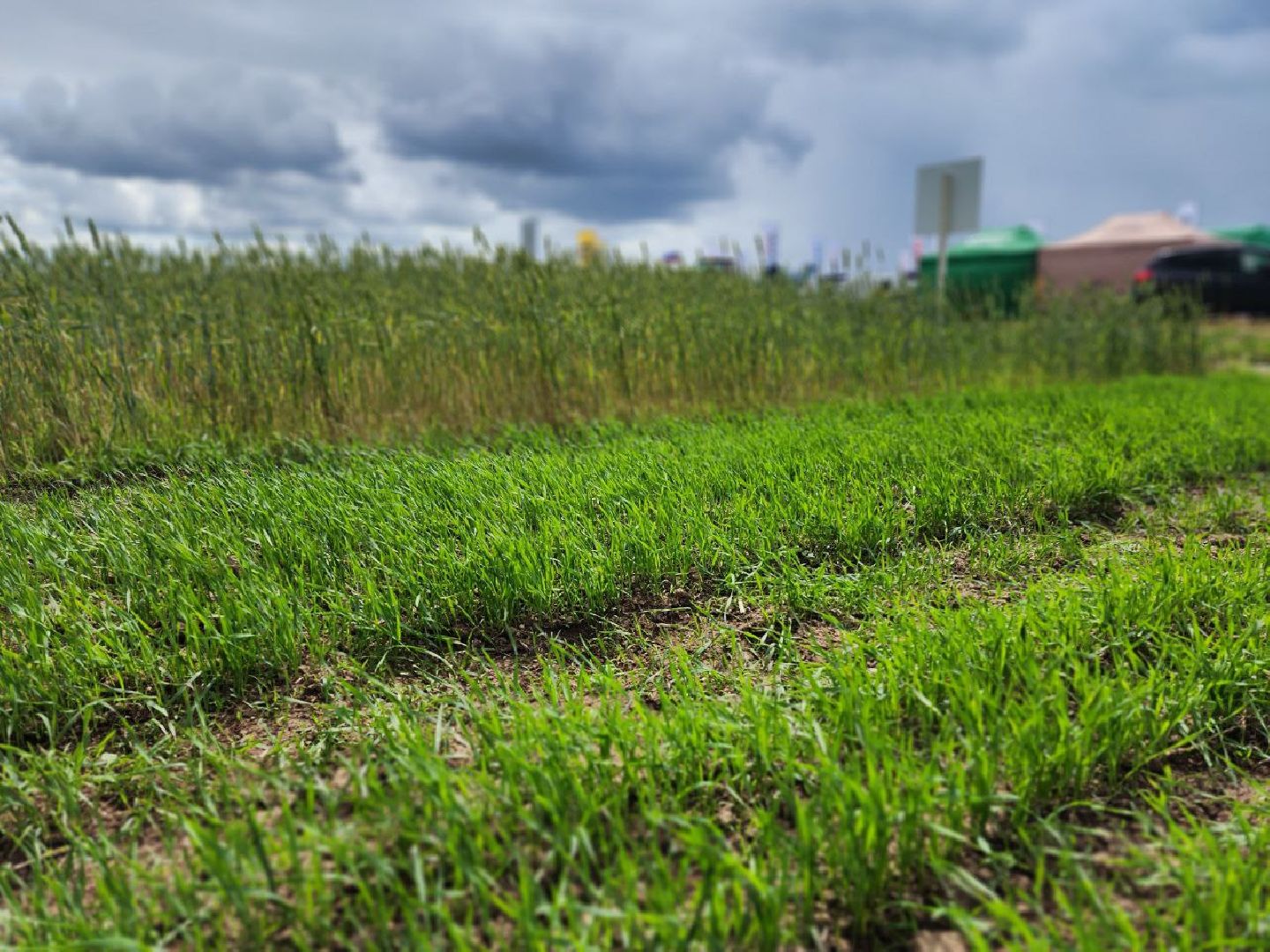 Домодедово, агрофорум, селекция, сельскохозяйственные культуры, сельскохозяйственная отрасль, научные исследования