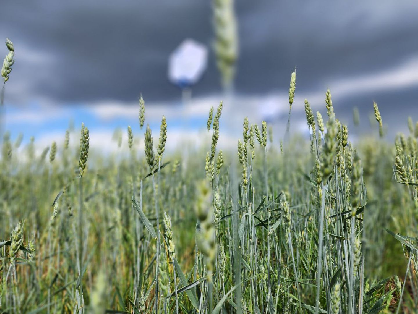 Домодедово, агрофорум, селекция, сельскохозяйственные культуры, сельскохозяйственная отрасль, научные исследования