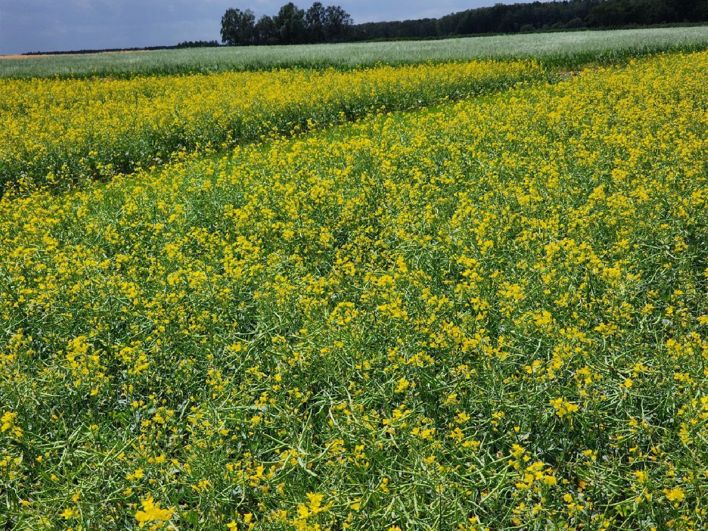 Домодедово, агрофорум, селекция, сельскохозяйственные культуры, сельскохозяйственная отрасль, научные исследования