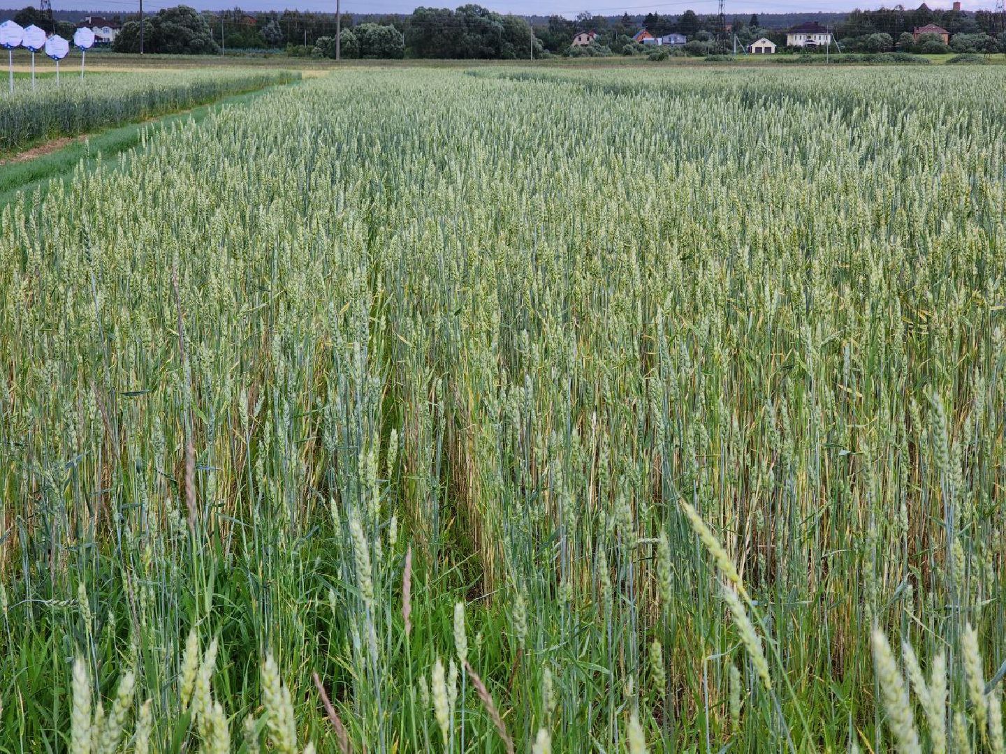 Домодедово, агрофорум, селекция, сельскохозяйственные культуры, сельскохозяйственная отрасль, научные исследования