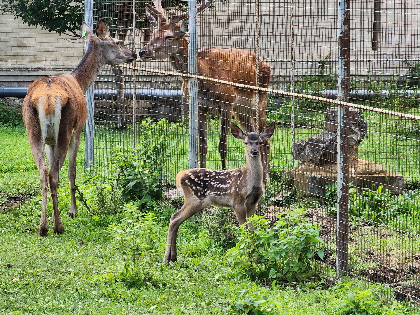Николо-Угрешский монастырь, олененок, контактный зоопарк