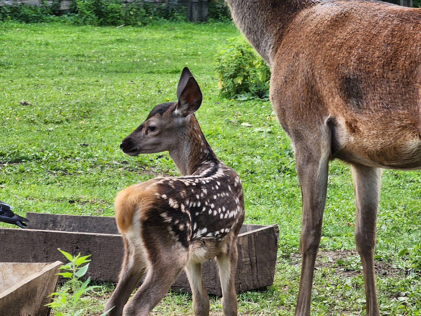 Николо-Угрешский монастырь, олененок, контактный зоопарк