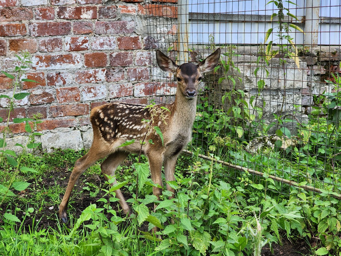 Николо-Угрешский монастырь, олененок, контактный зоопарк