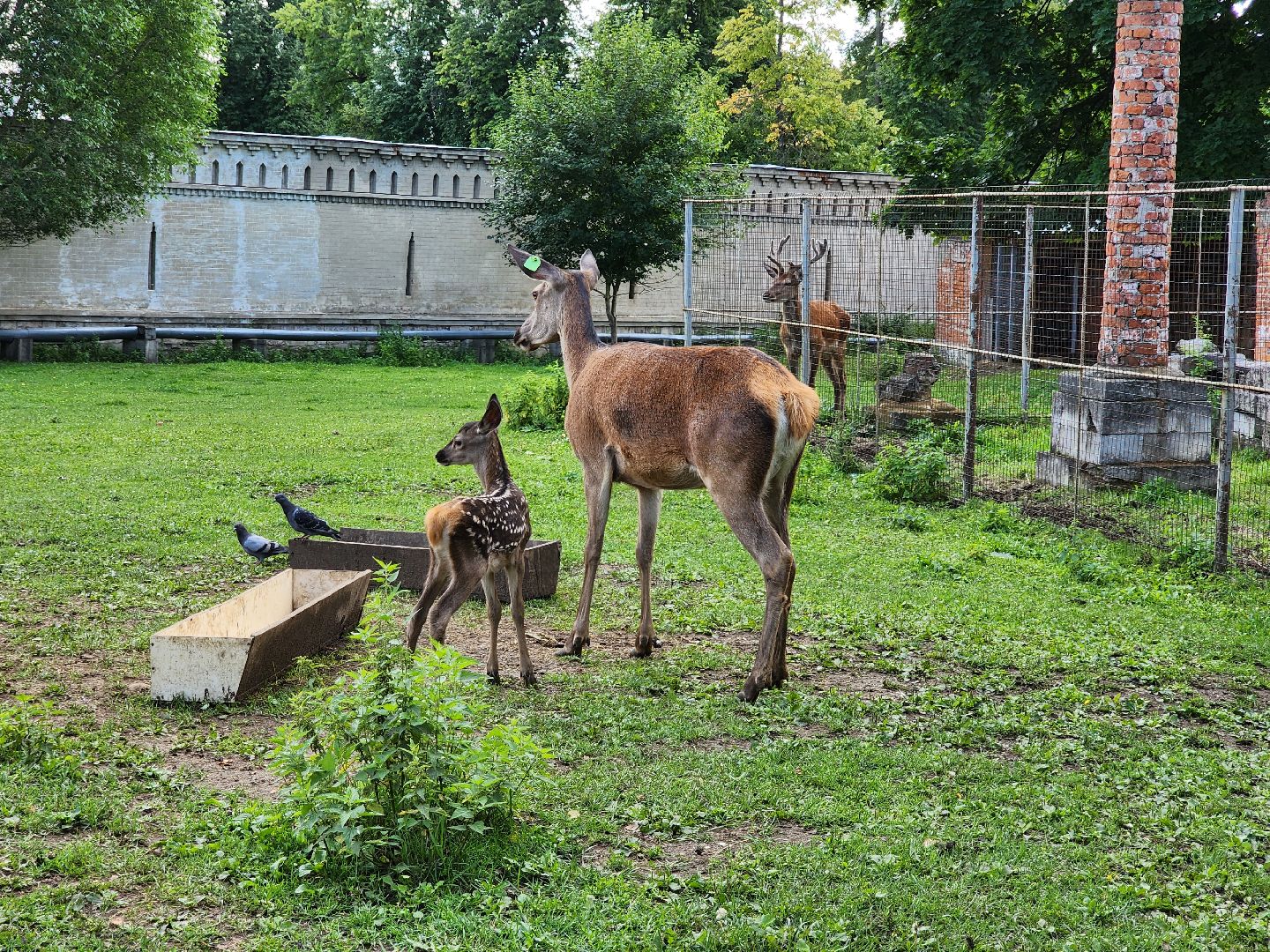Николо-Угрешский монастырь, олененок, контактный зоопарк