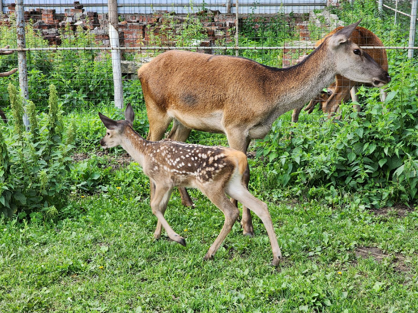 Николо-Угрешский монастырь, олененок, контактный зоопарк