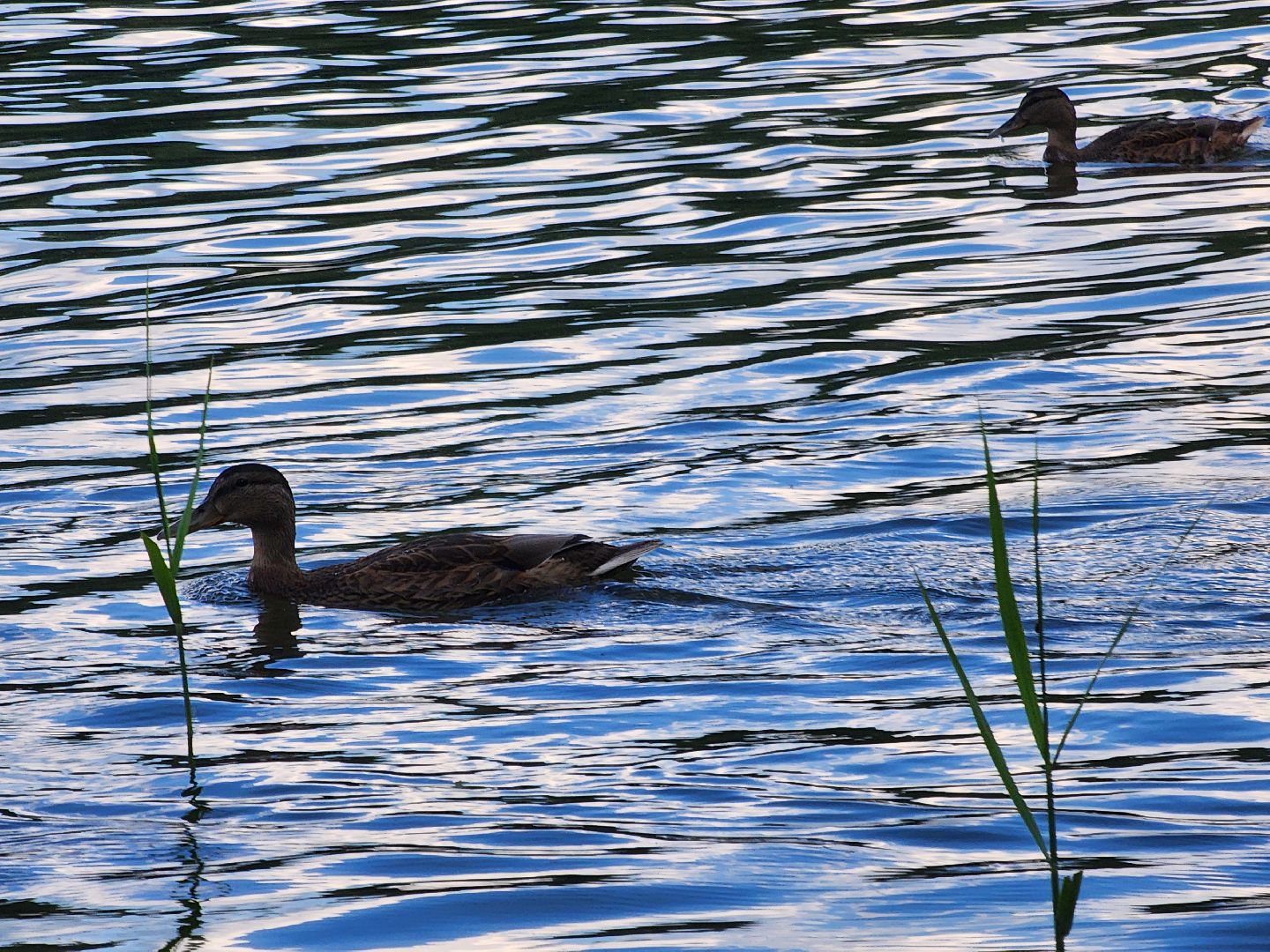 Павловский Посад, городской округ Павловский Посад, отдых, люди, лето, Байкал, озеро