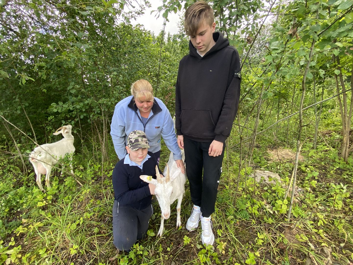 фермеры, козы