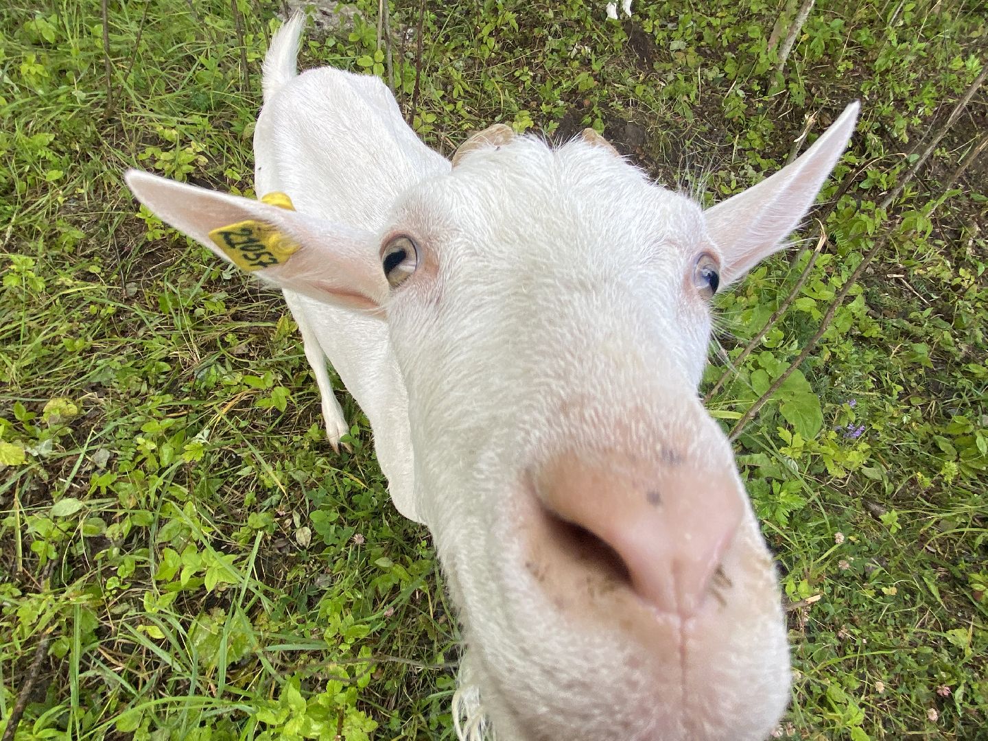 фермеры, козы