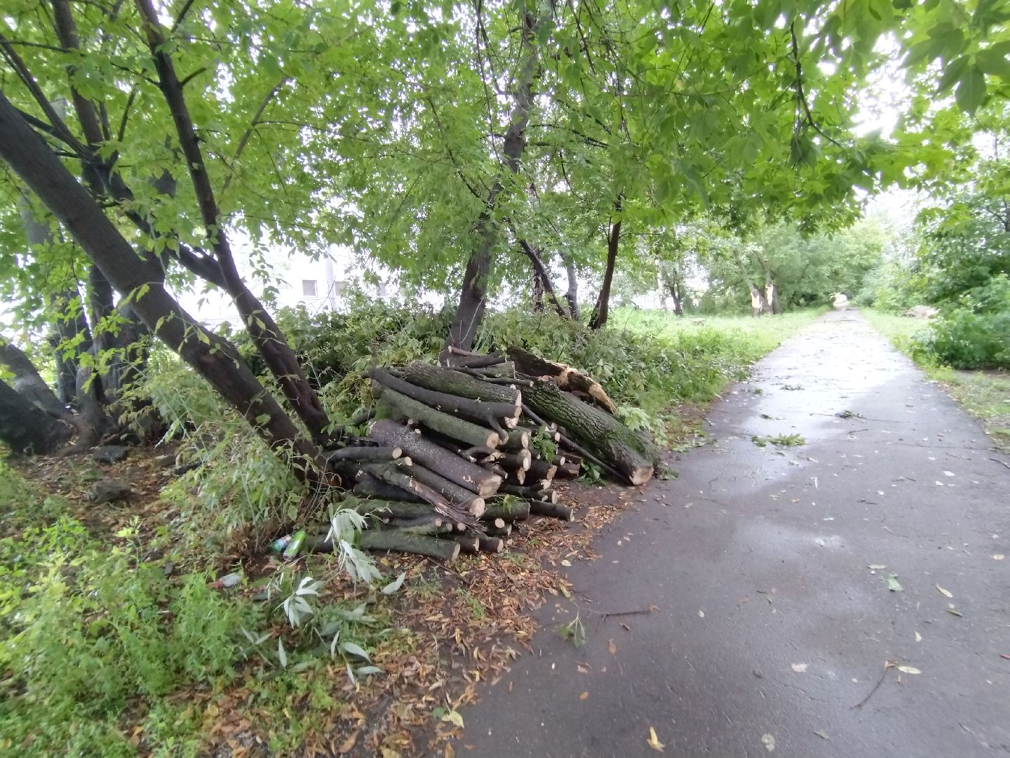 ЖКХ, Мытищи, непогода, дерево на машине