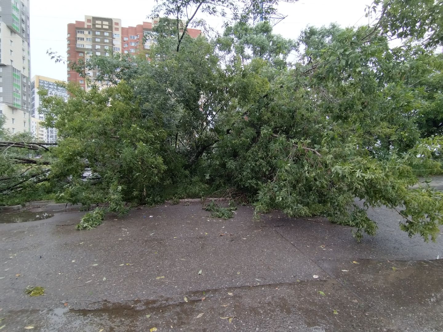 ЖКХ, Мытищи, непогода, дерево на машине