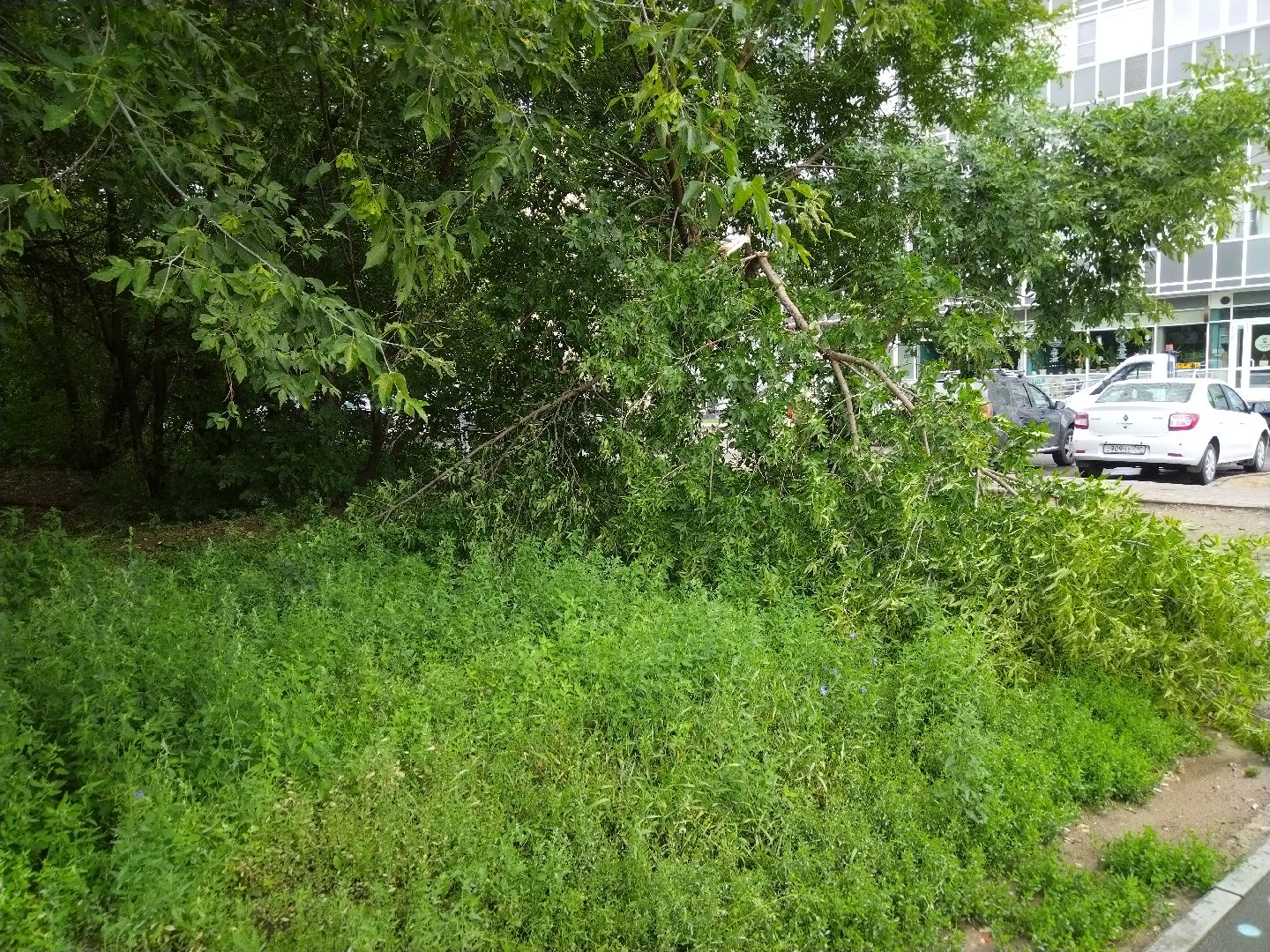 ЖКХ, Мытищи, непогода, дерево на машине