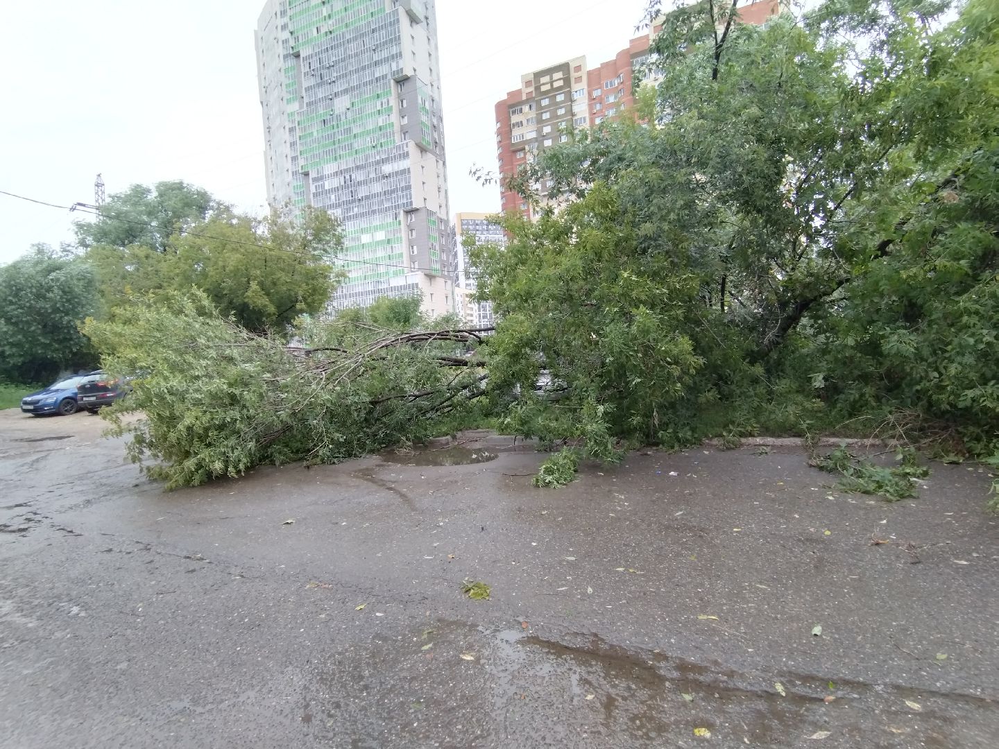ЖКХ, Мытищи, непогода, дерево на машине