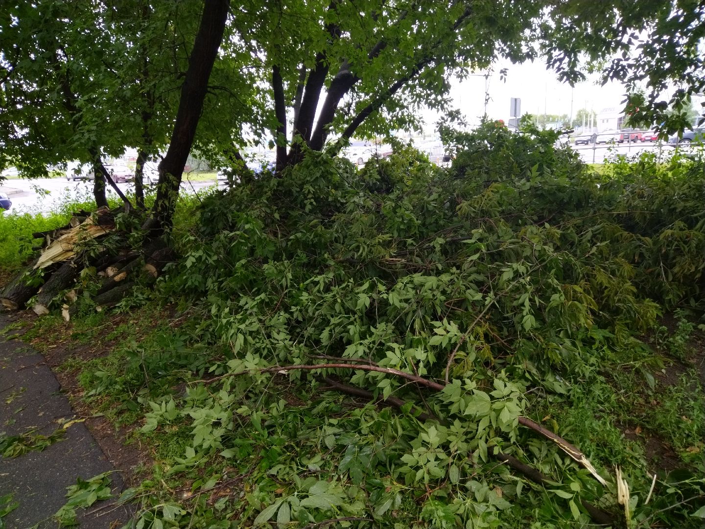 ЖКХ, Мытищи, непогода, дерево на машине