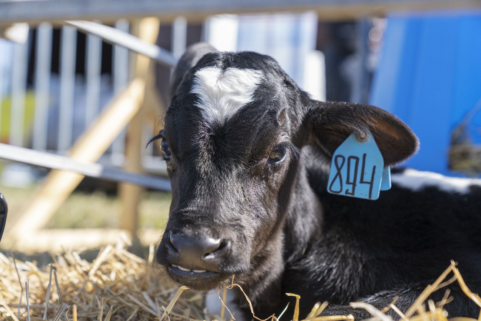 Агрополигон 2023, Домодедово