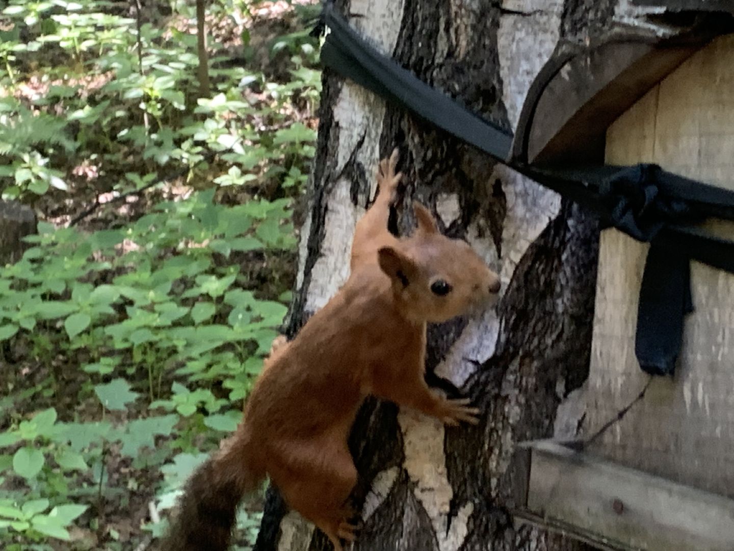 Белка обыкновенная, природа, экология, лес, парк, лето в подмосковье,