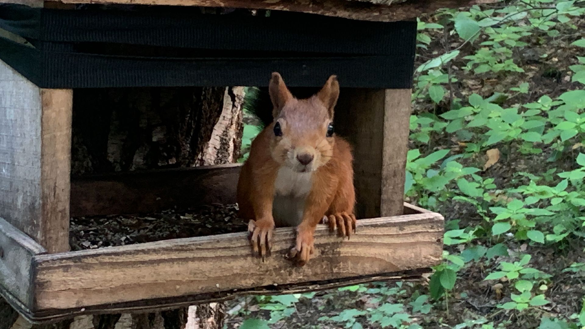 Белка обыкновенная, природа, экология, лес, парк, лето в подмосковье,