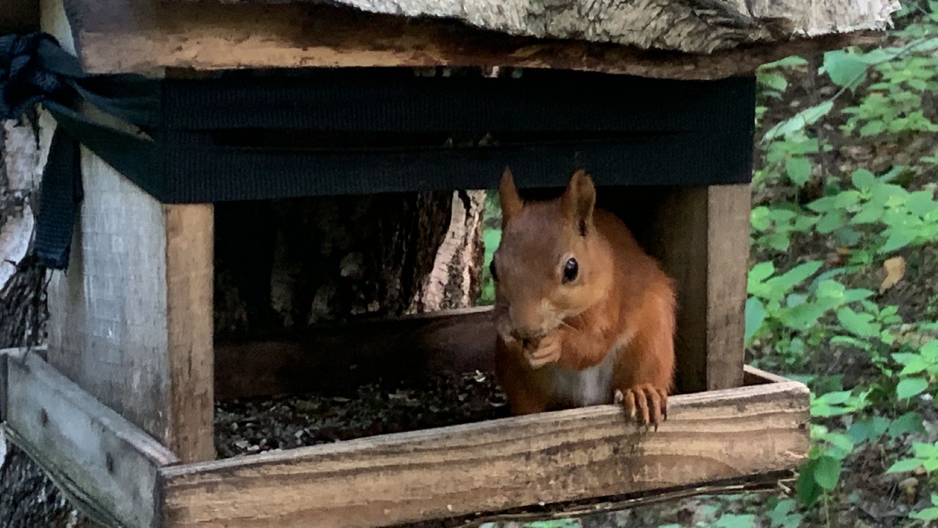 Белка обыкновенная, природа, экология, лес, парк, лето в подмосковье,