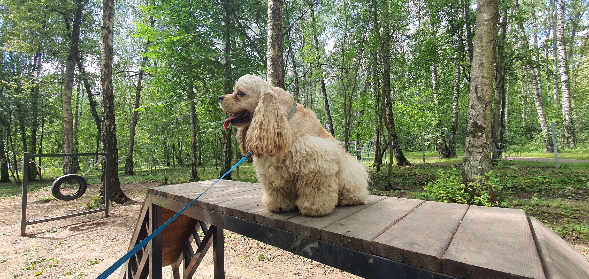Парк Взлёт, фотовыставка собак, Домодедово