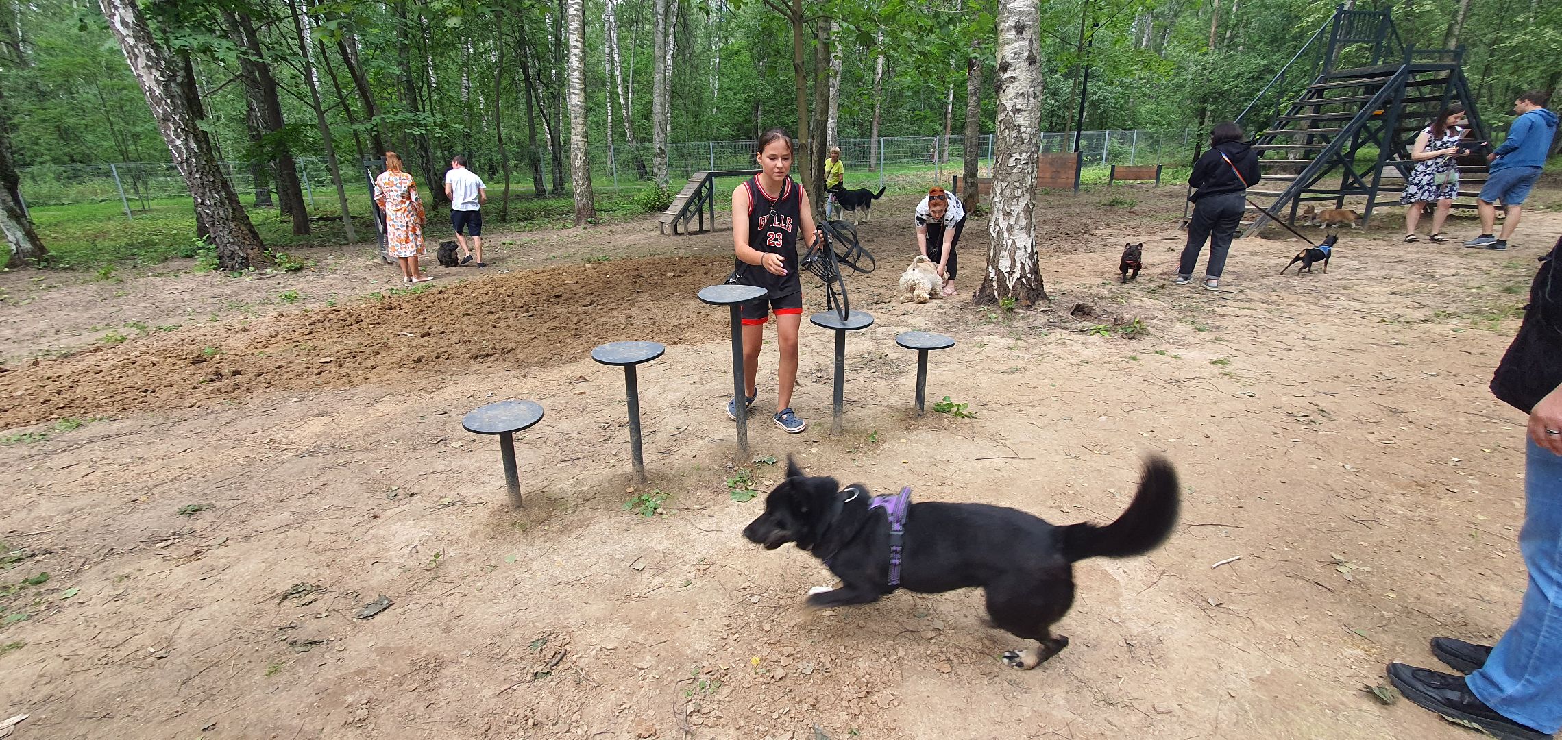 Парк Взлёт, фотовыставка собак, Домодедово