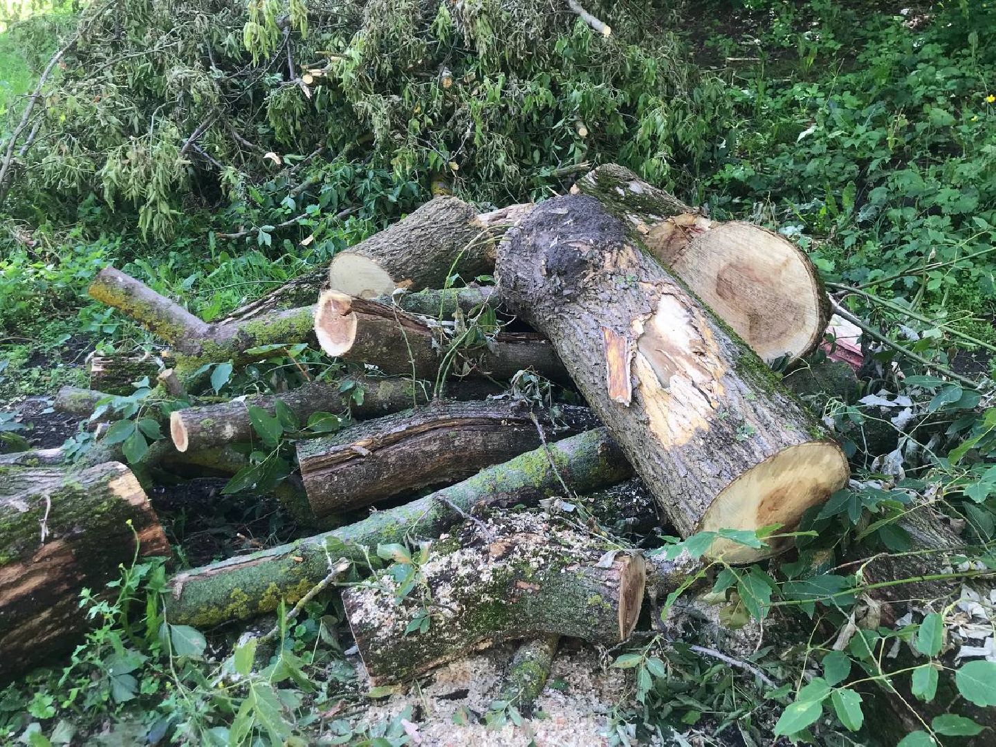 Коломна, благоустройство, общество