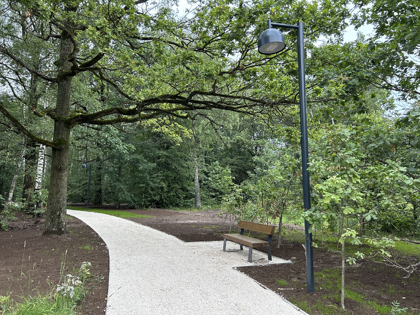 благоустройство, лесопарк, Фрязино