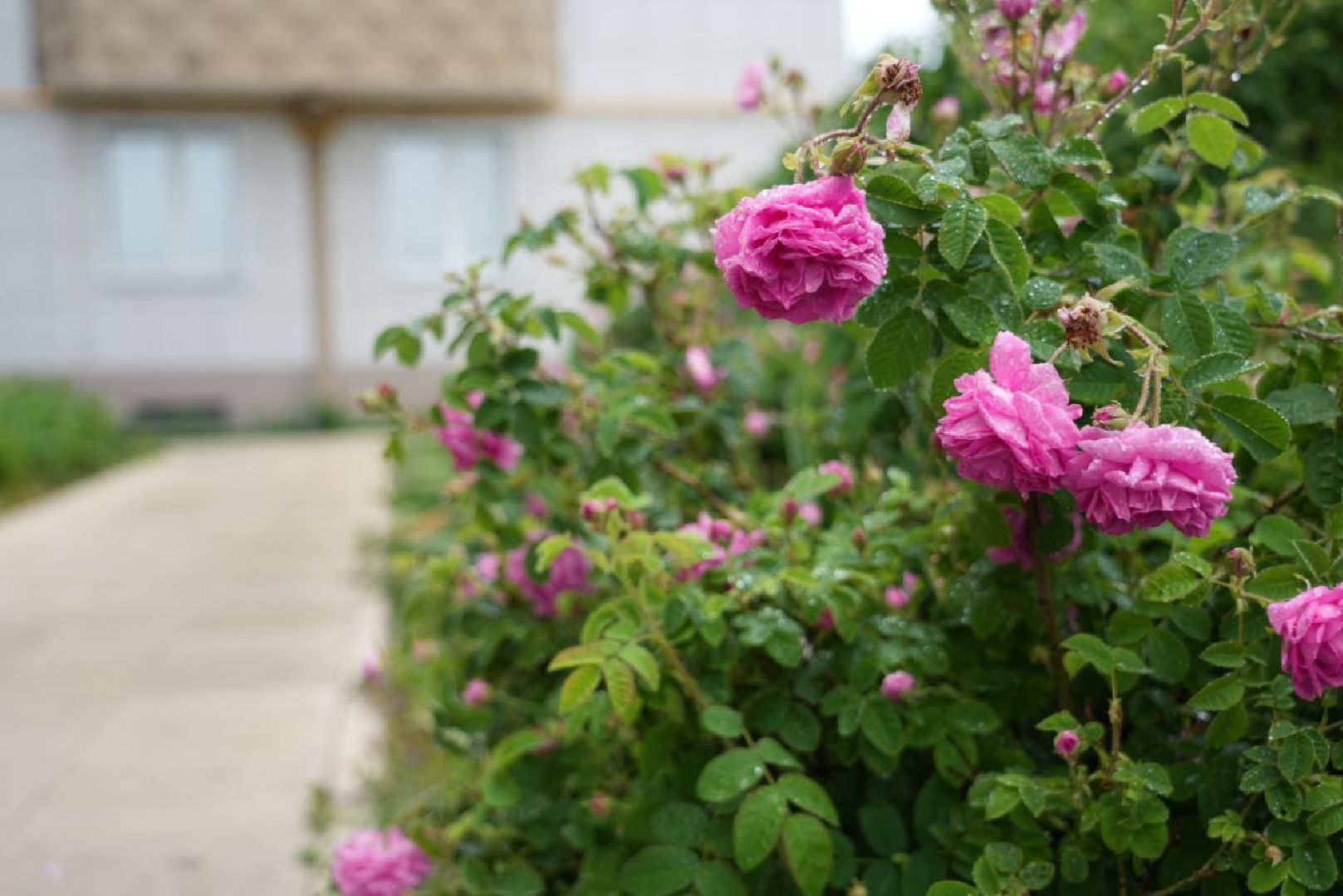 Сергиево-Посадский городской округ, Сергиев Посад, Конкурс цветников, Красота, Лето в Подмосковье, Благоустройство, Перемены
