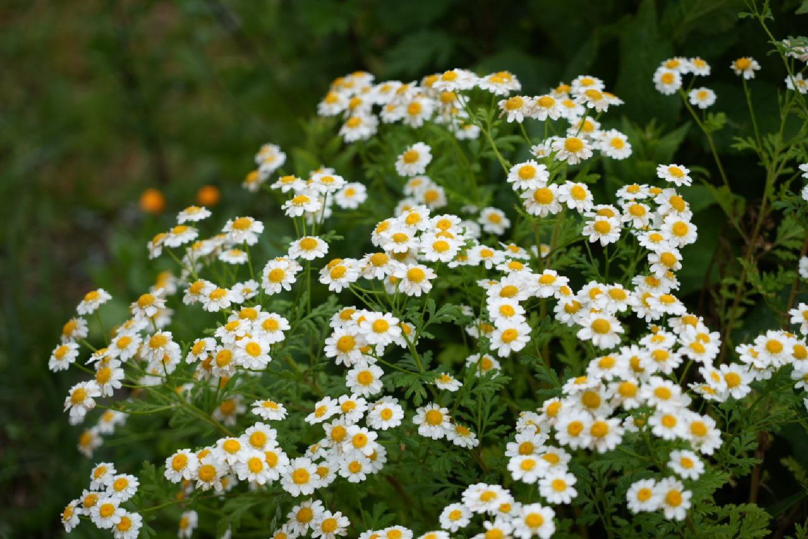 Сергиево-Посадский городской округ, Сергиев Посад, Конкурс цветников, Красота, Лето в Подмосковье, Благоустройство, Перемены
